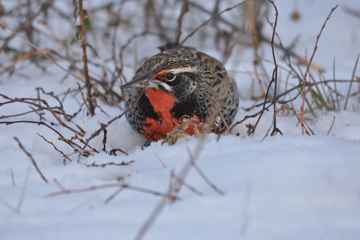 Long-tailed Meadowlark - ML640079165