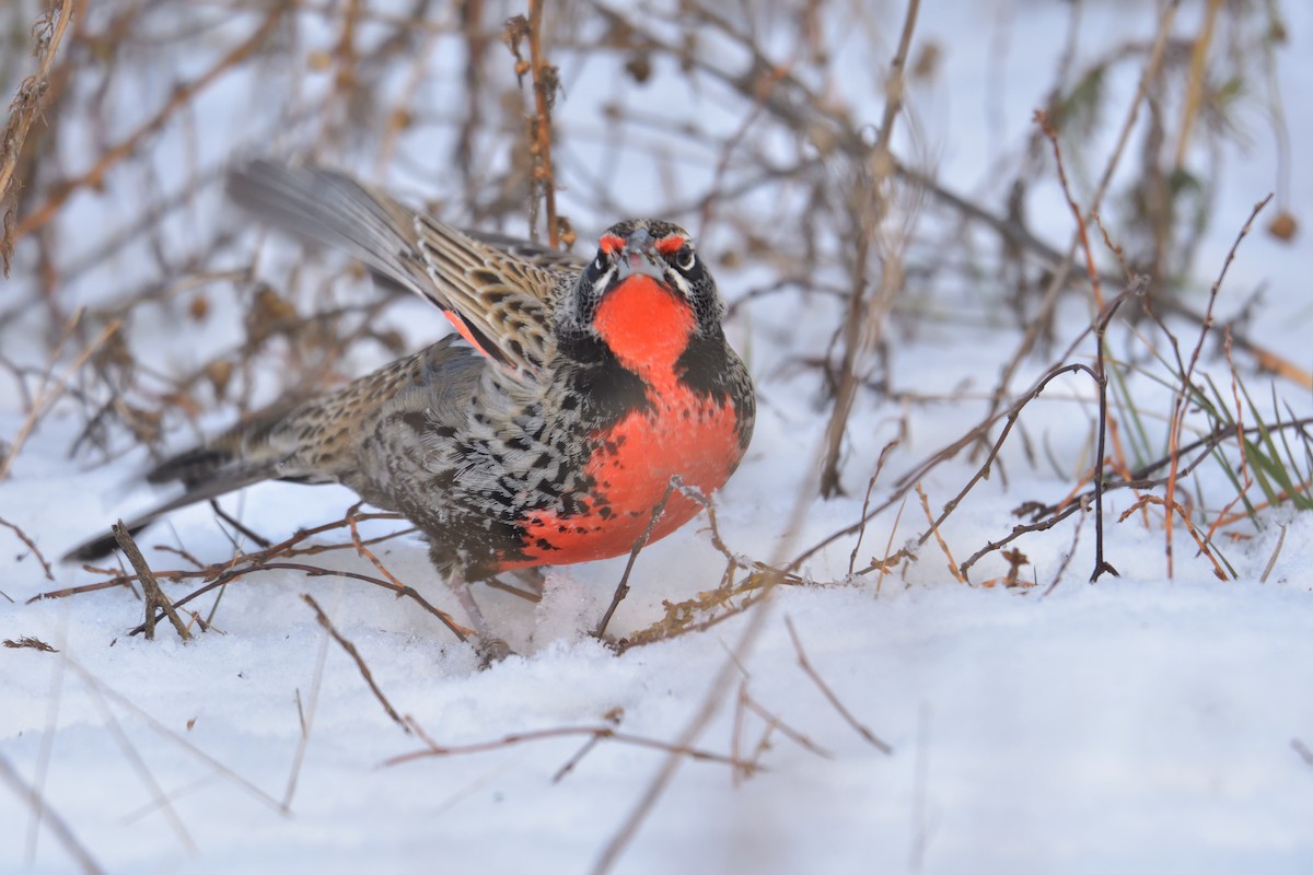 Long-tailed Meadowlark - ML640079166