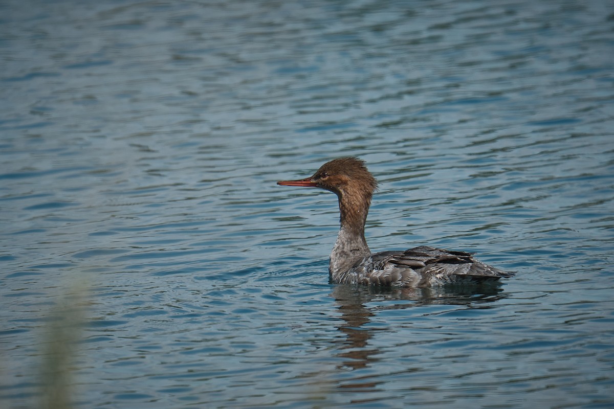 Red-breasted Merganser - ML640079177
