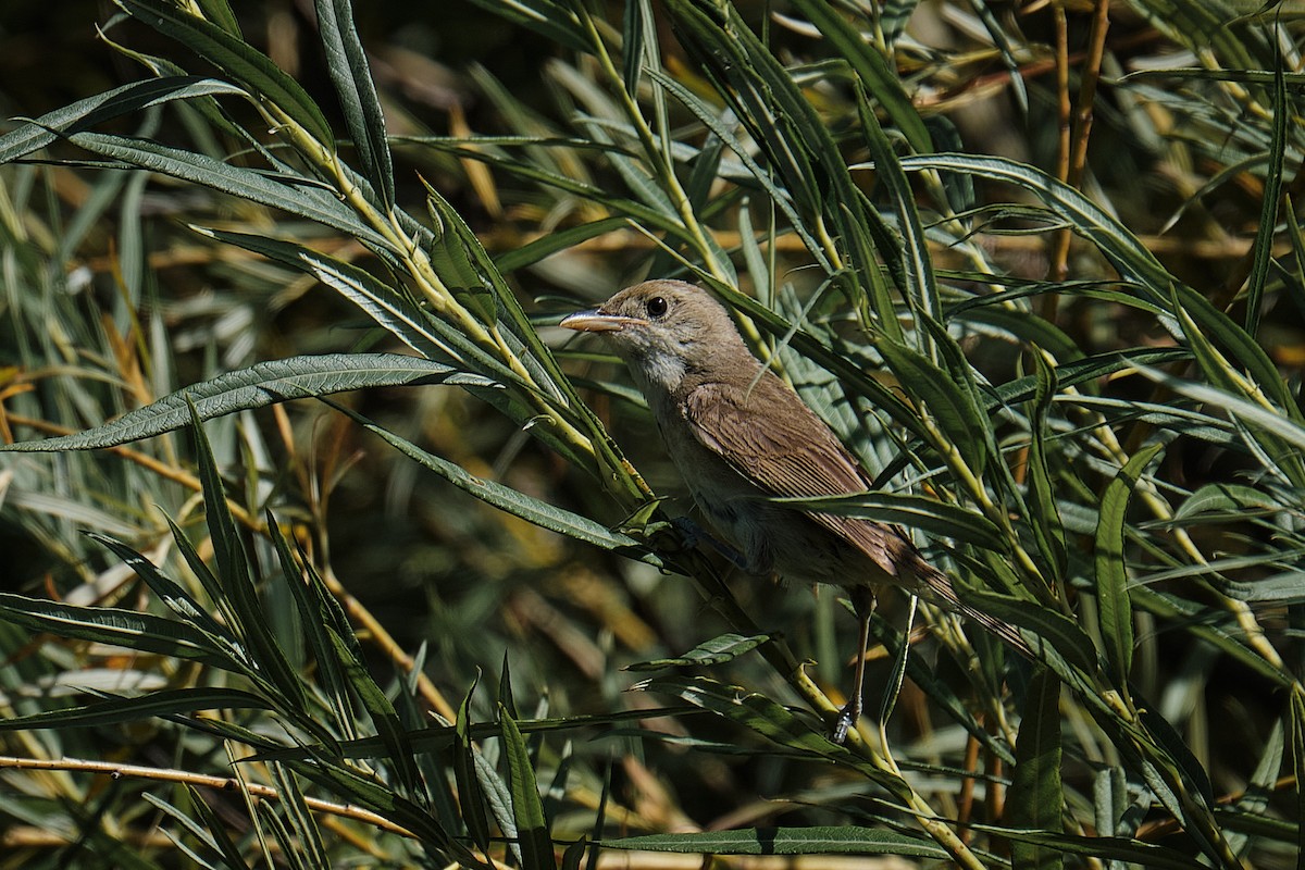 Thick-billed Warbler - ML640079197