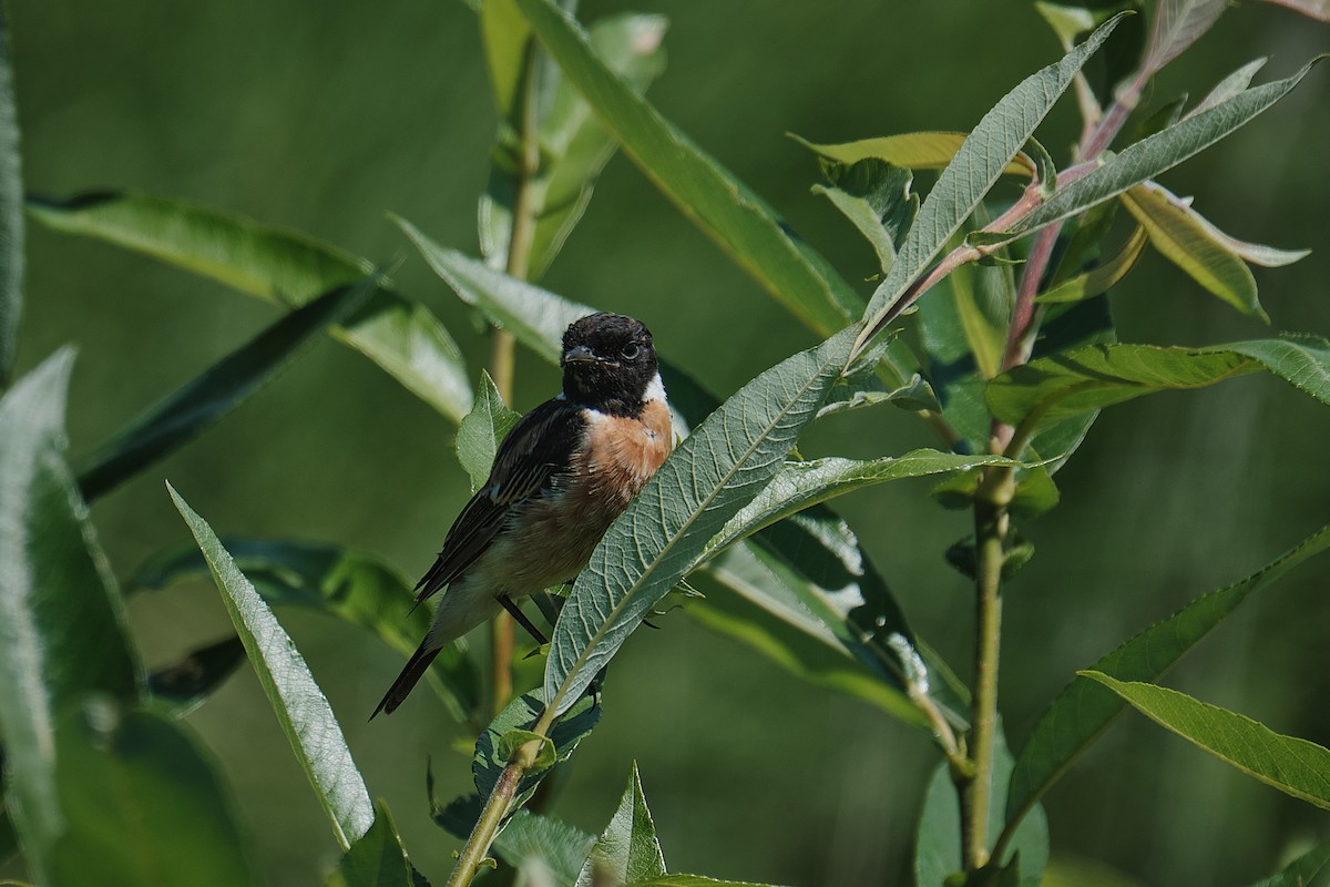 Siberian Stonechat - ML640079199