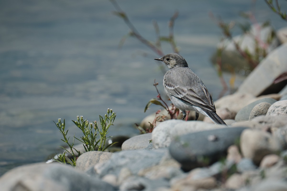 White Wagtail - ML640079206
