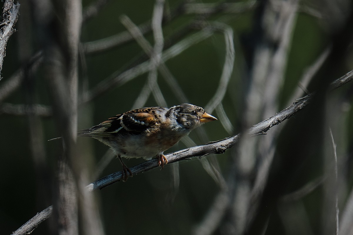 Brambling - ML640079210