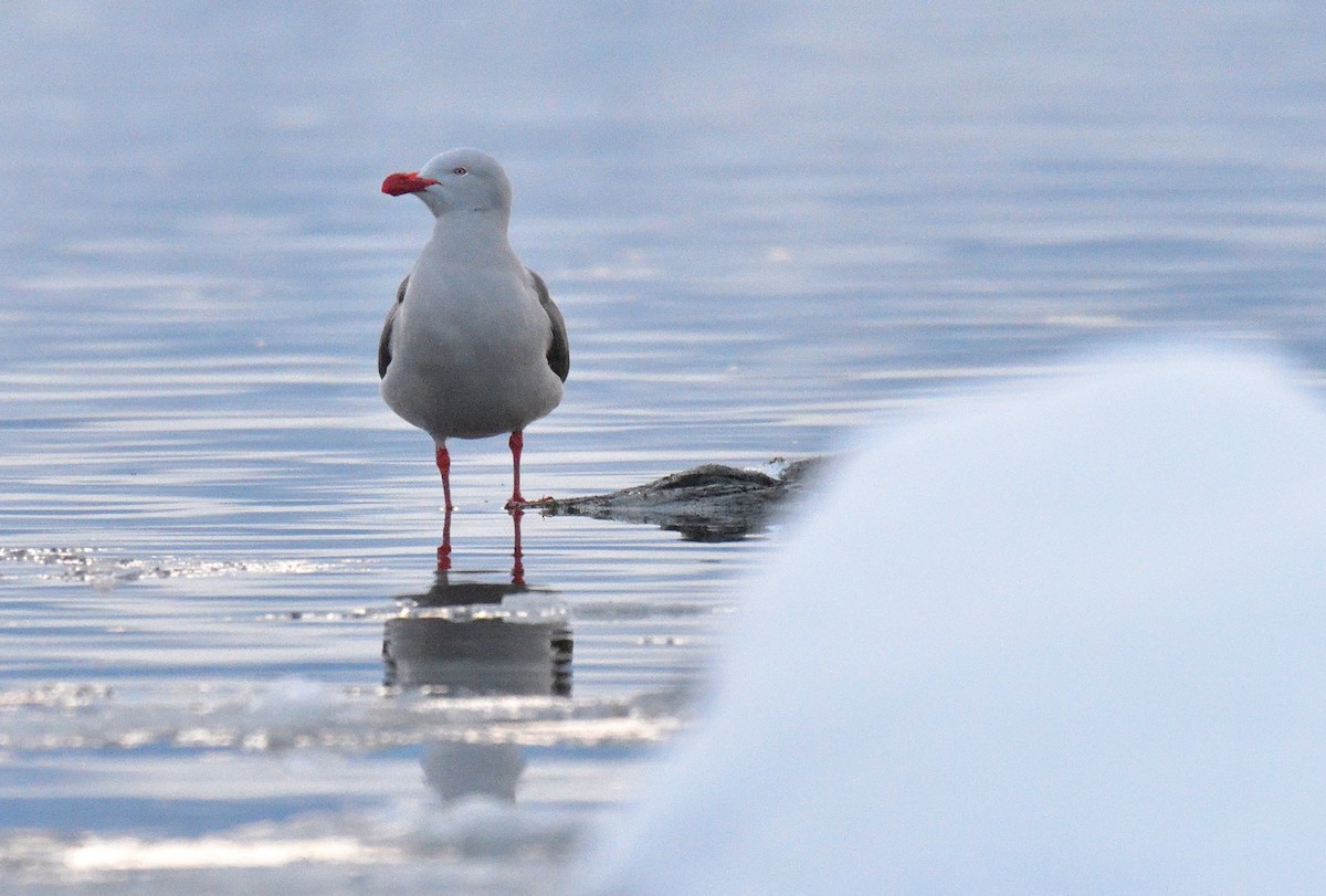 Dolphin Gull - ML640079212
