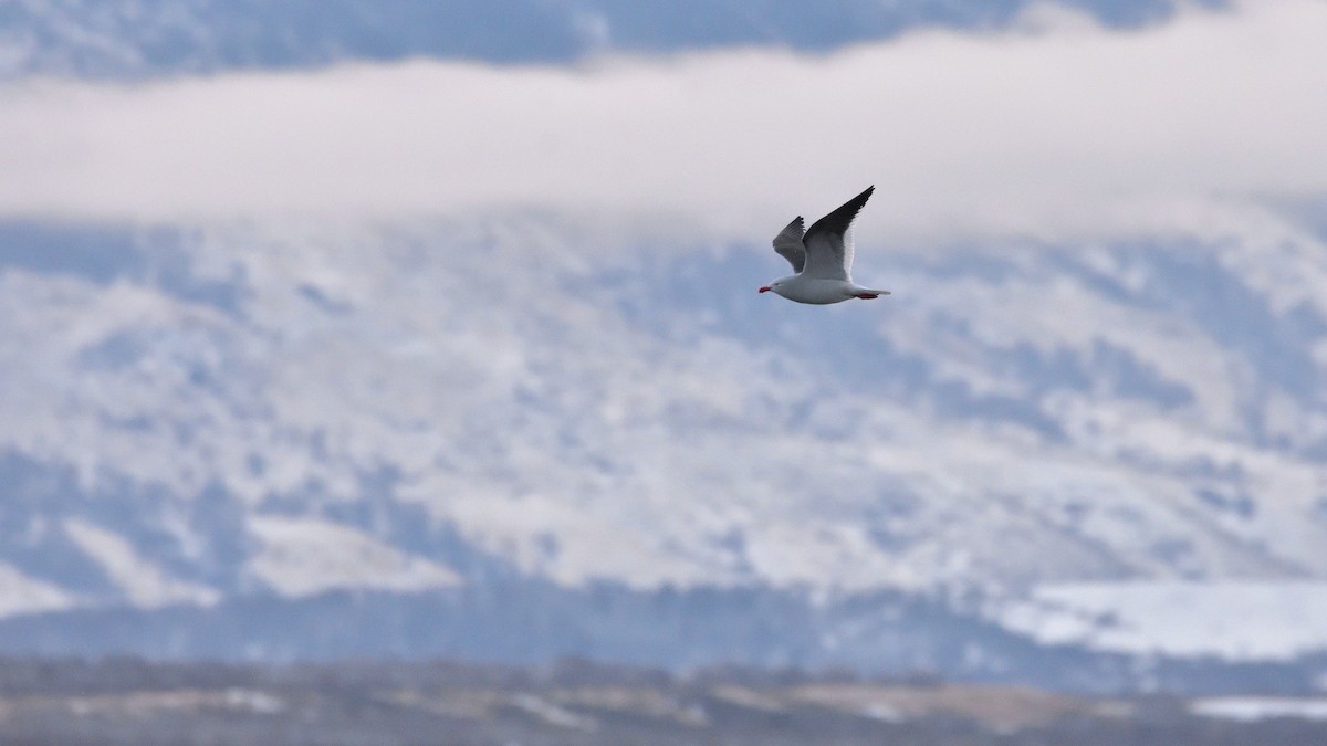 Dolphin Gull - ML640079213