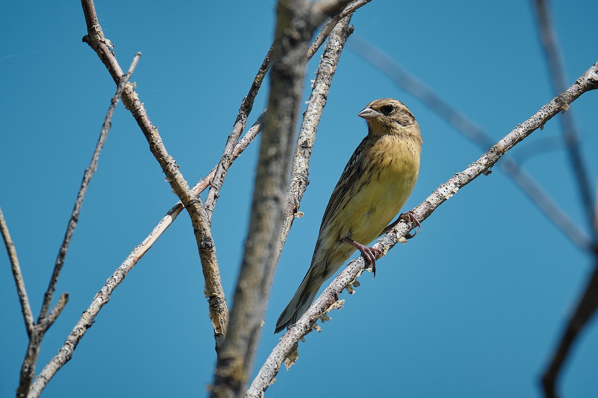 Yellow-breasted Bunting - ML640079215