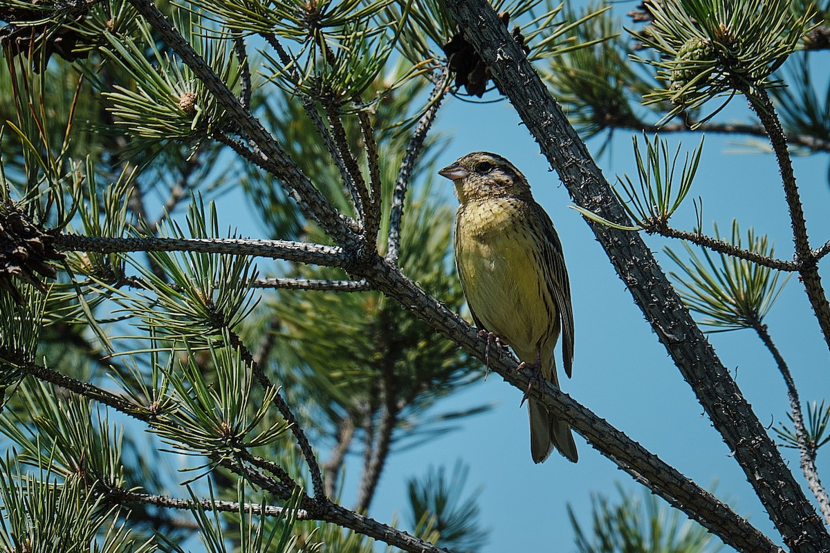 Yellow-breasted Bunting - ML640079216