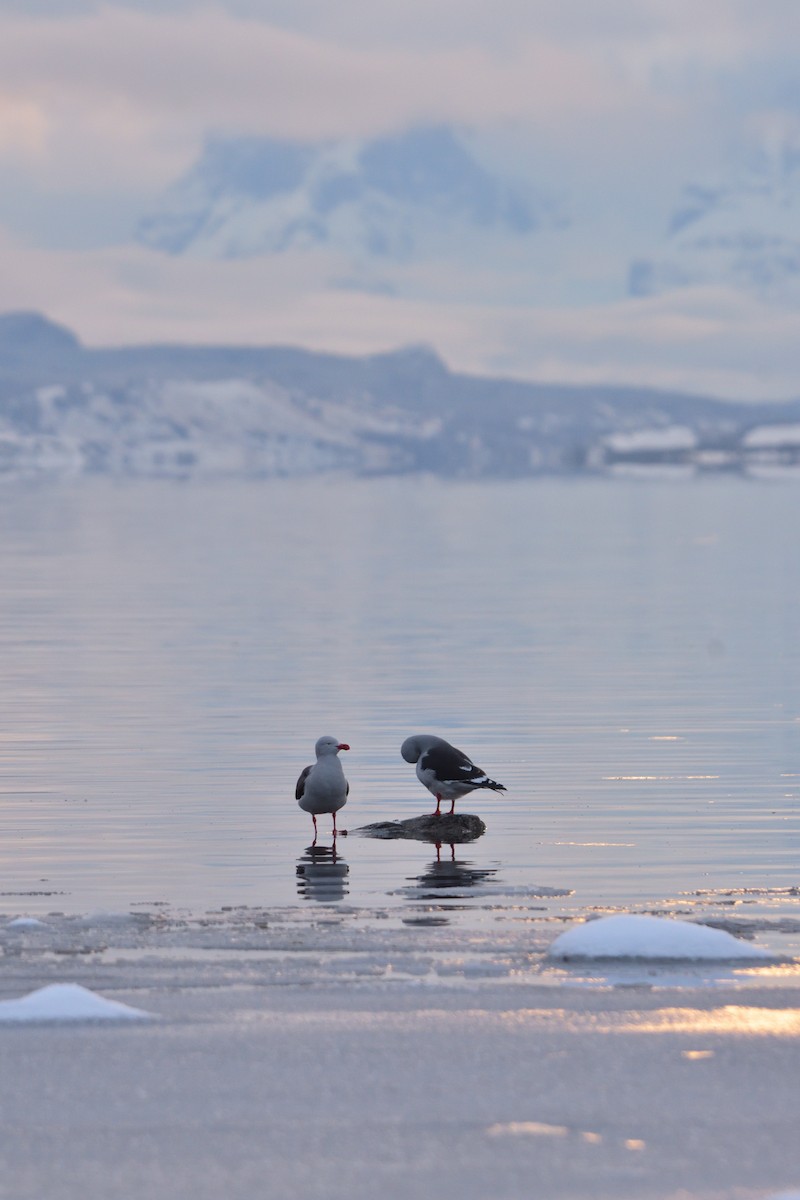 Dolphin Gull - ML640079224