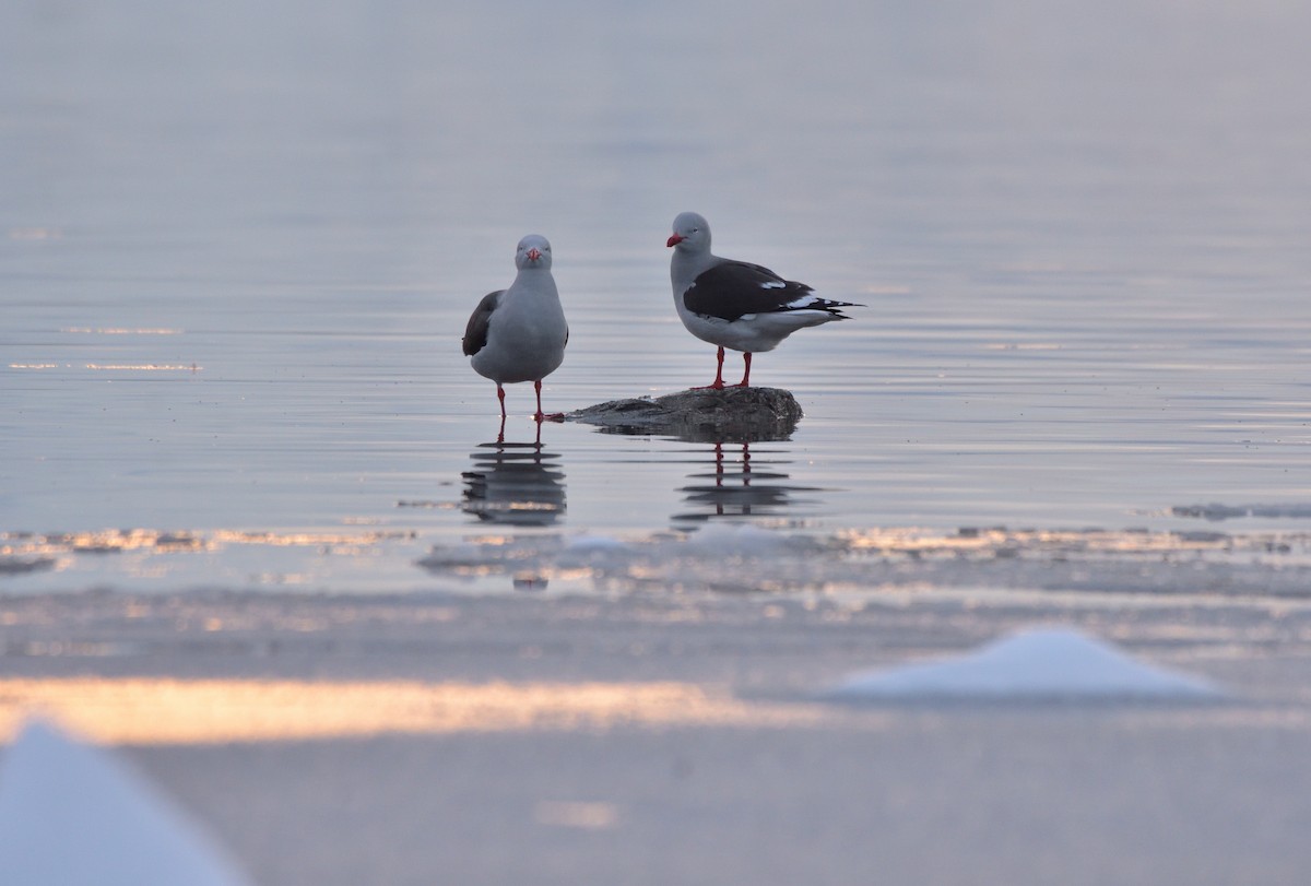 Dolphin Gull - ML640079225