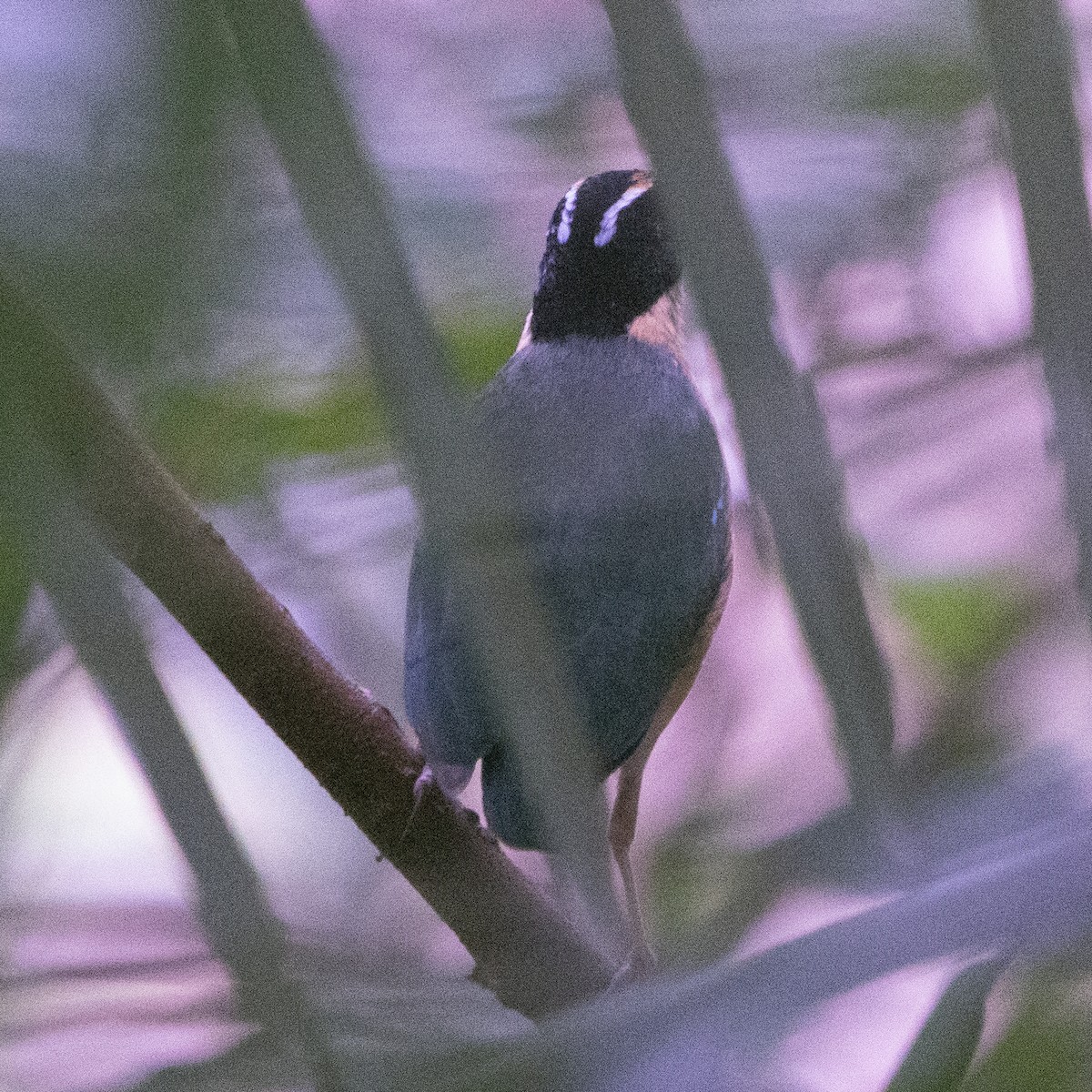 Sundaschmuckpitta - ML640079226