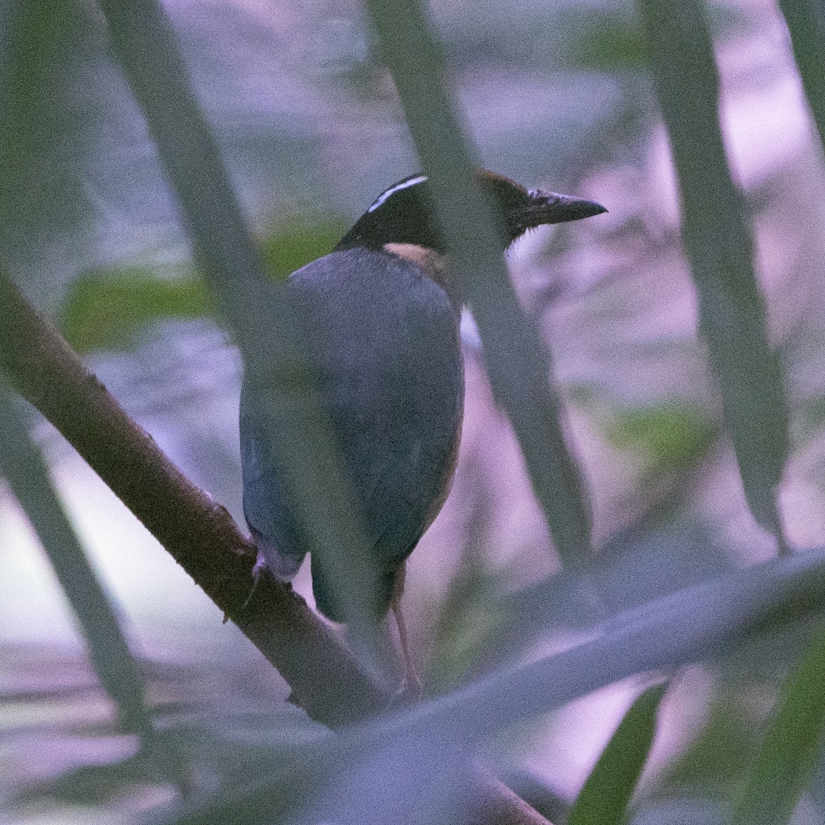 Sundaschmuckpitta - ML640079227