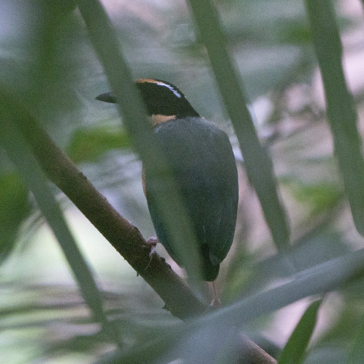 Sundaschmuckpitta - ML640079228