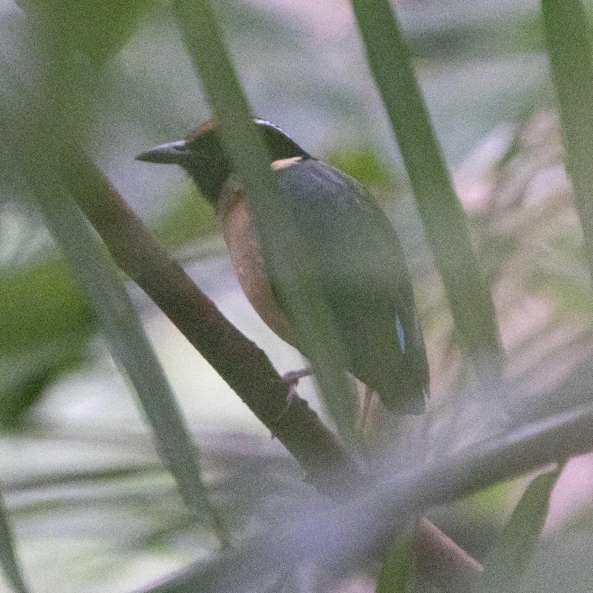 Sundaschmuckpitta - ML640079229