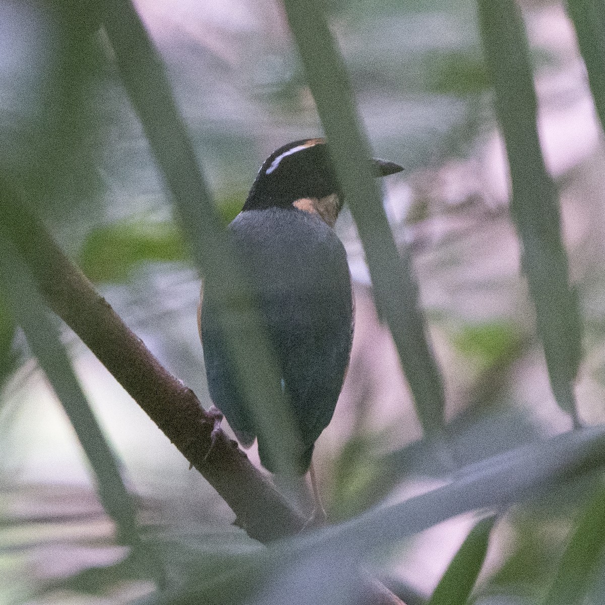 Sundaschmuckpitta - ML640079232