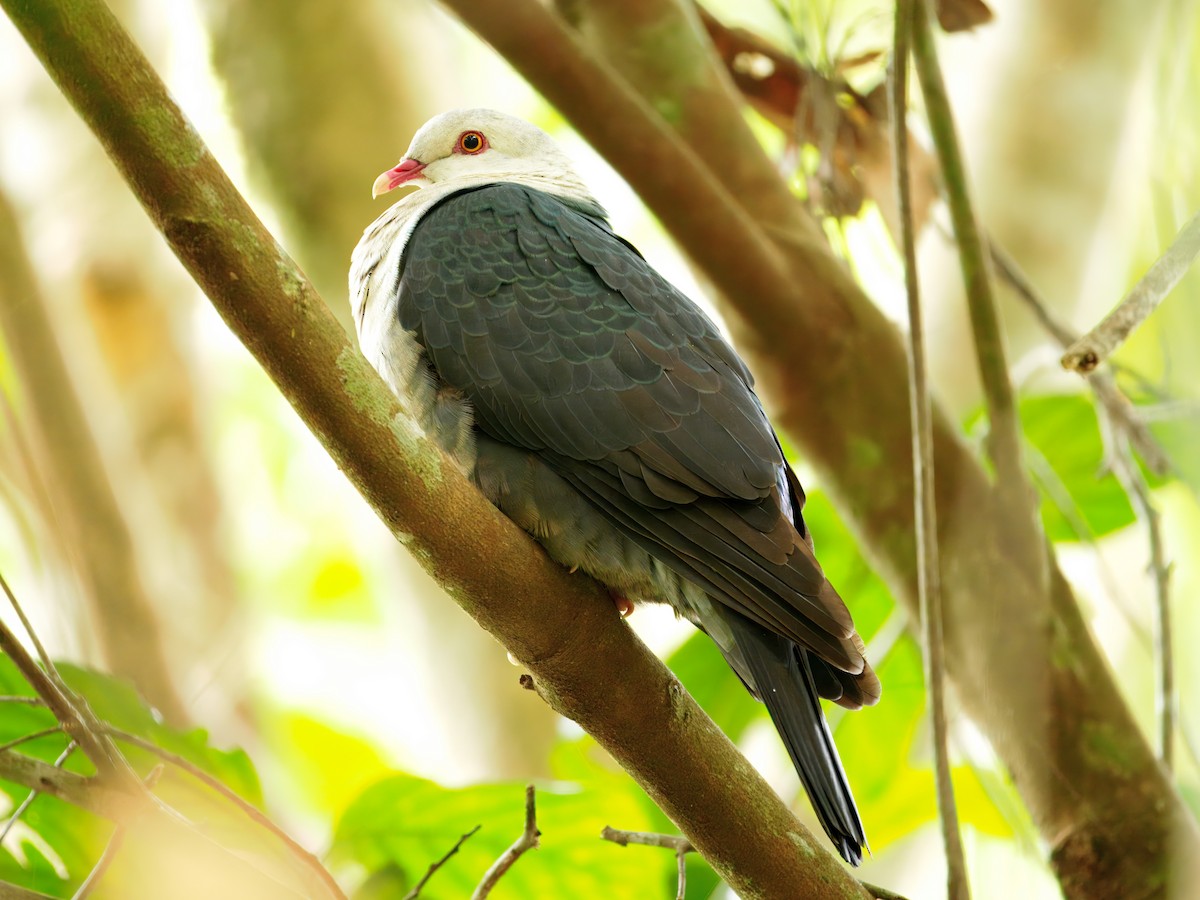 White-headed Pigeon - ML640079235
