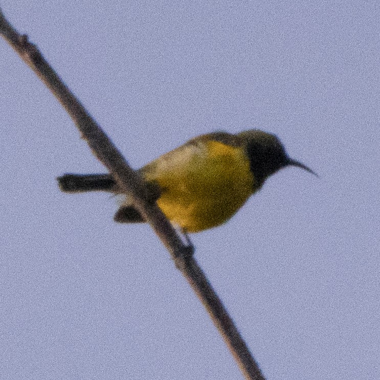 Ornate Sunbird - ML640079238