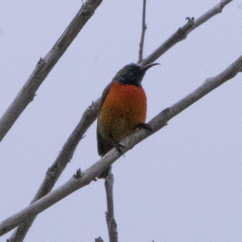 Sonnennektarvogel - ML640079240