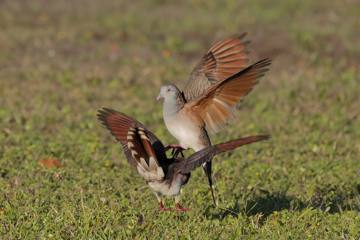 Bar-shouldered Dove - ML640079245