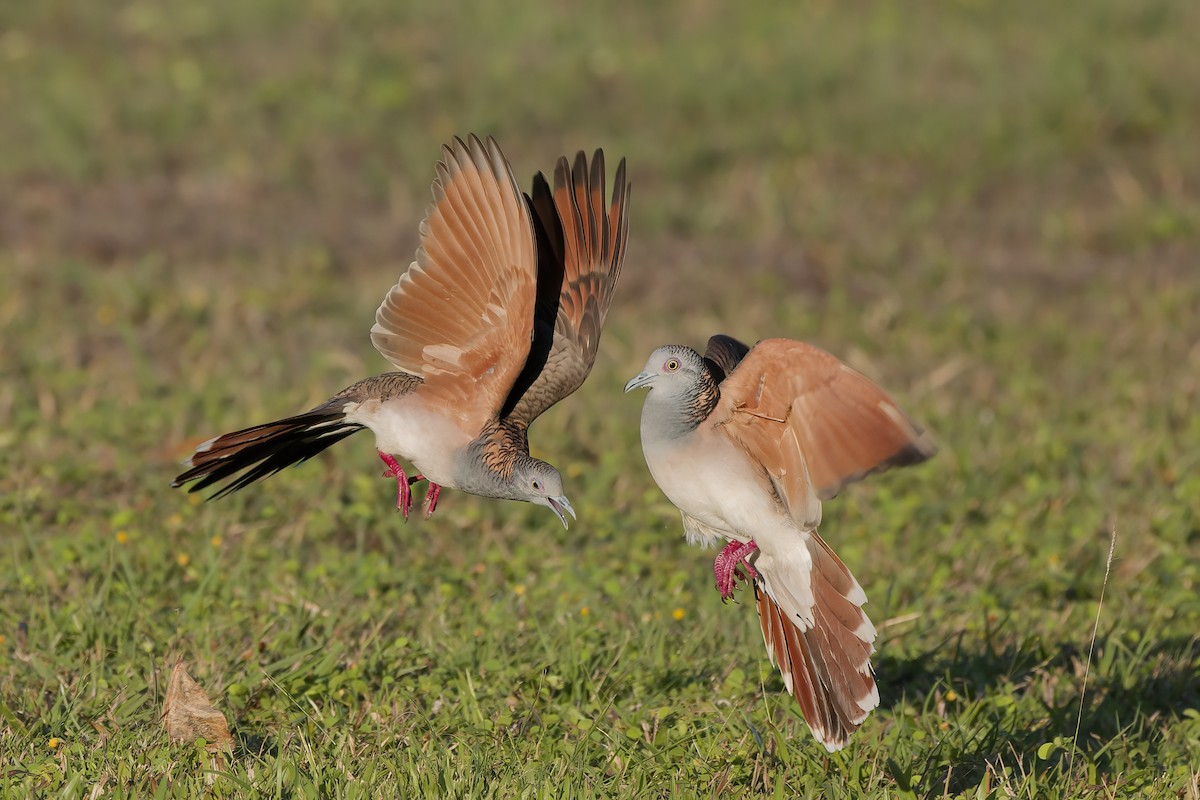 Bar-shouldered Dove - ML640079246