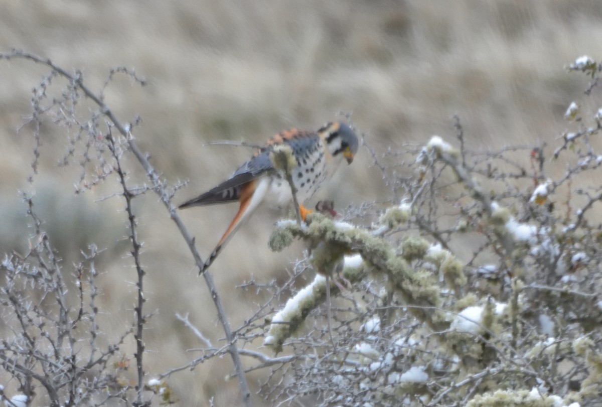 American Kestrel (South American) - ML640079271
