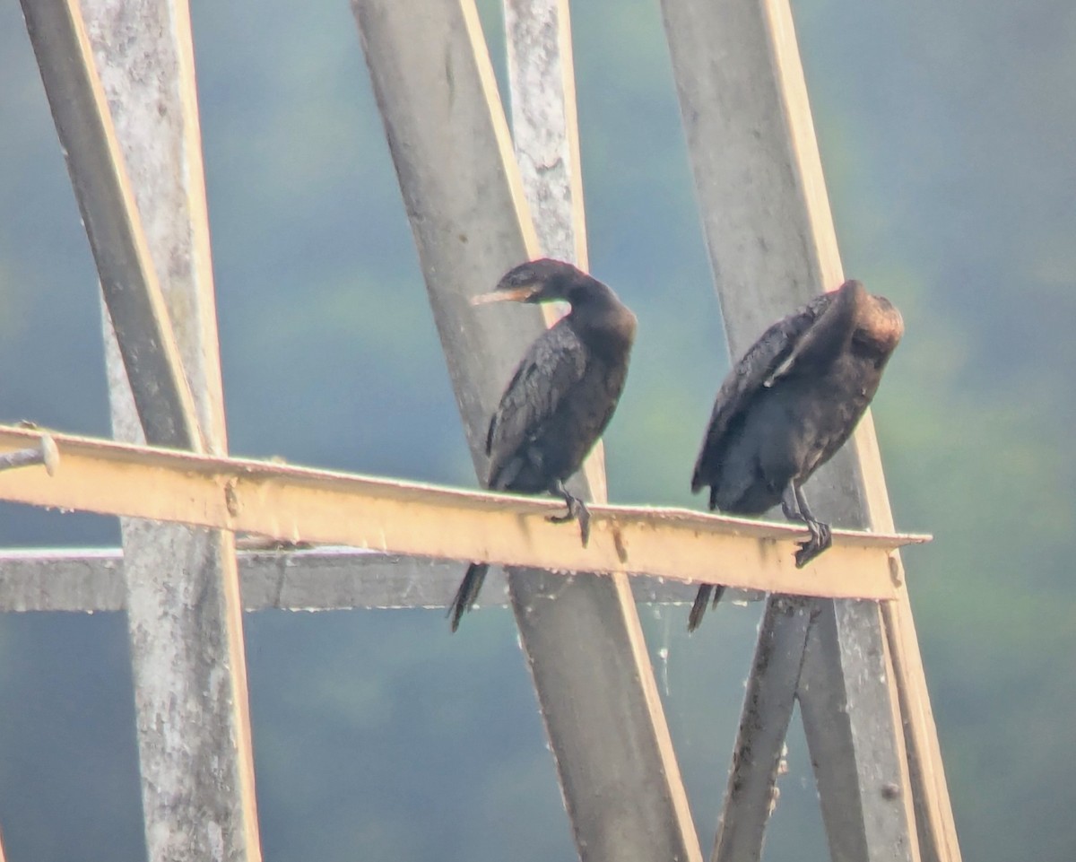 Neotropic Cormorant - ML640079275