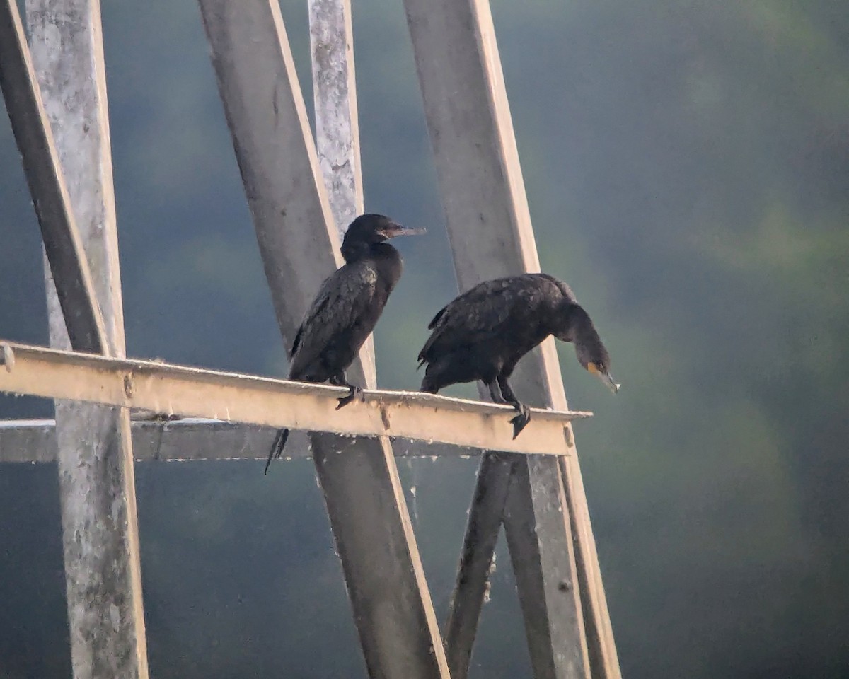 Neotropic Cormorant - ML640079276
