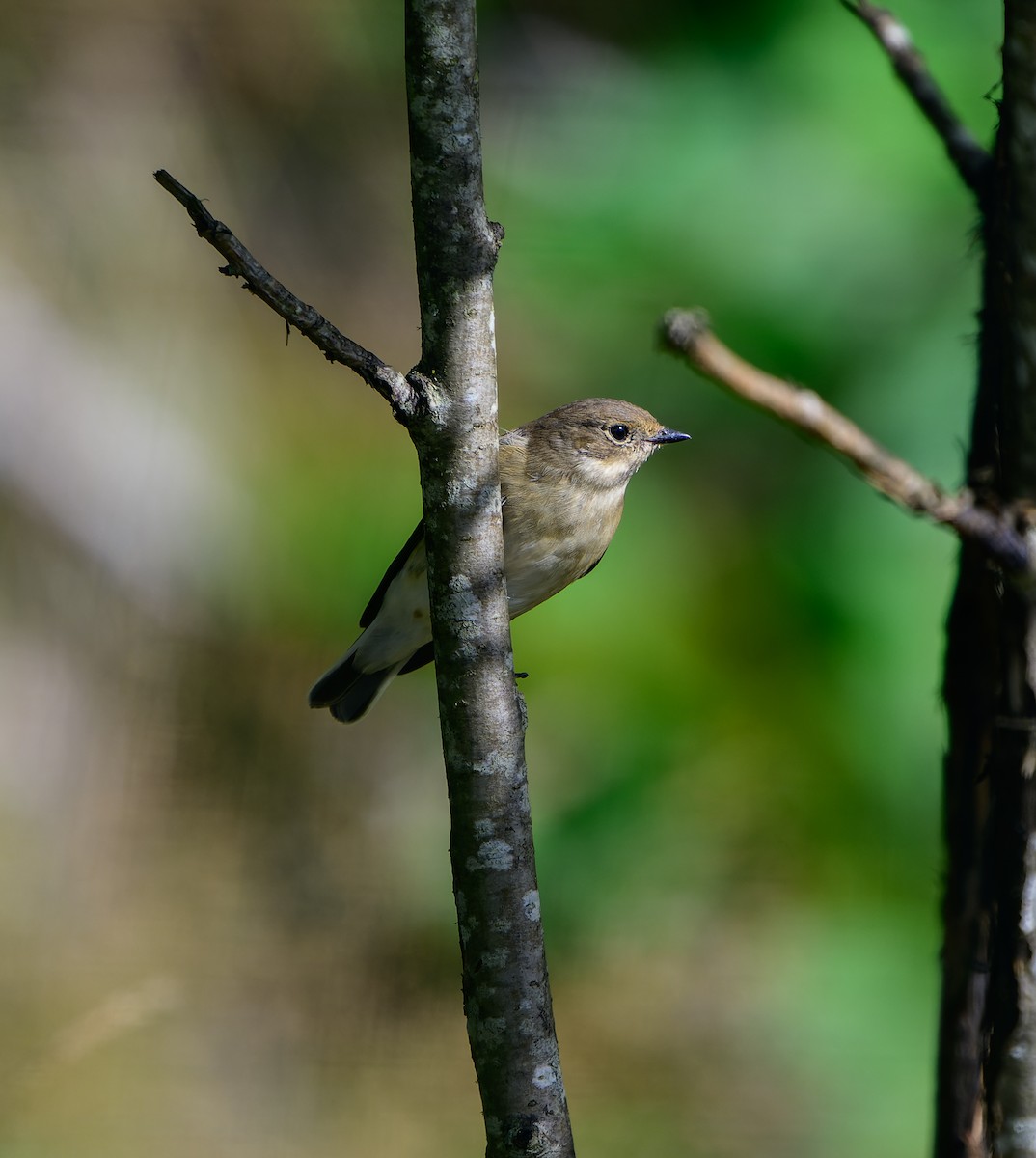European Pied Flycatcher - ML640079398