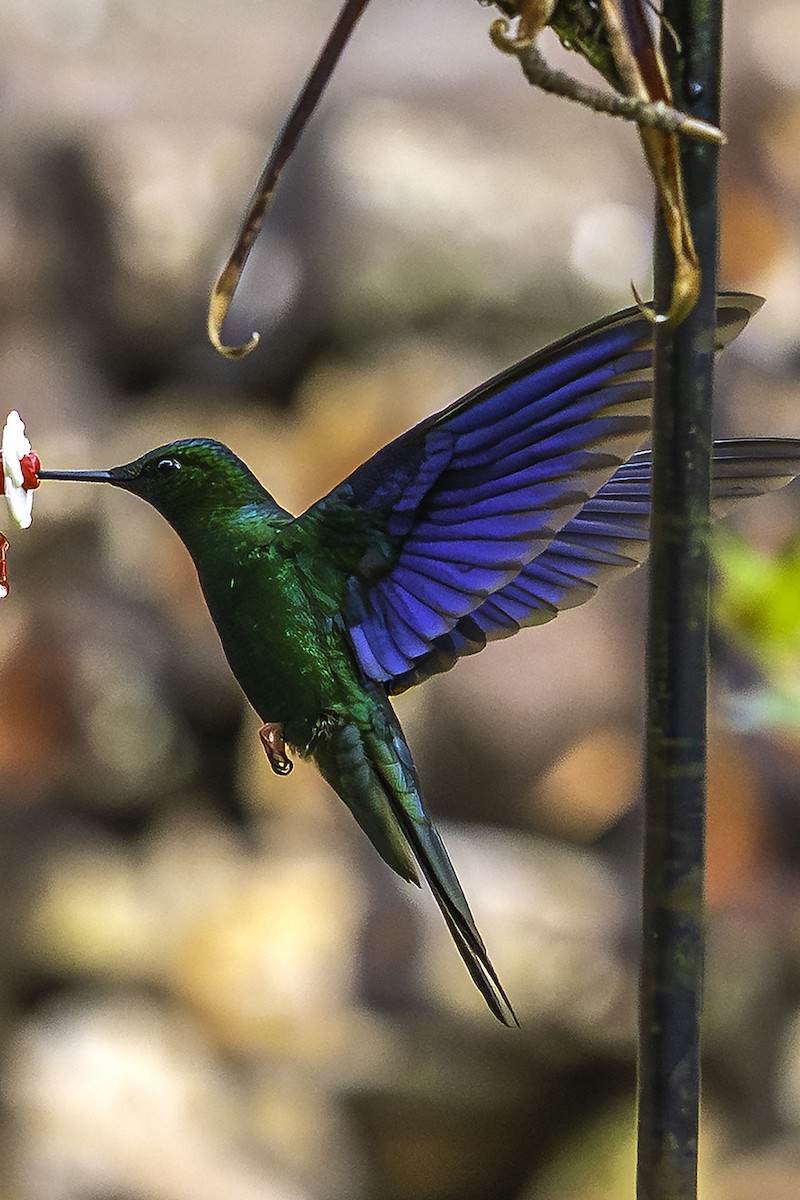 Colibri à ailes saphir - ML640079414