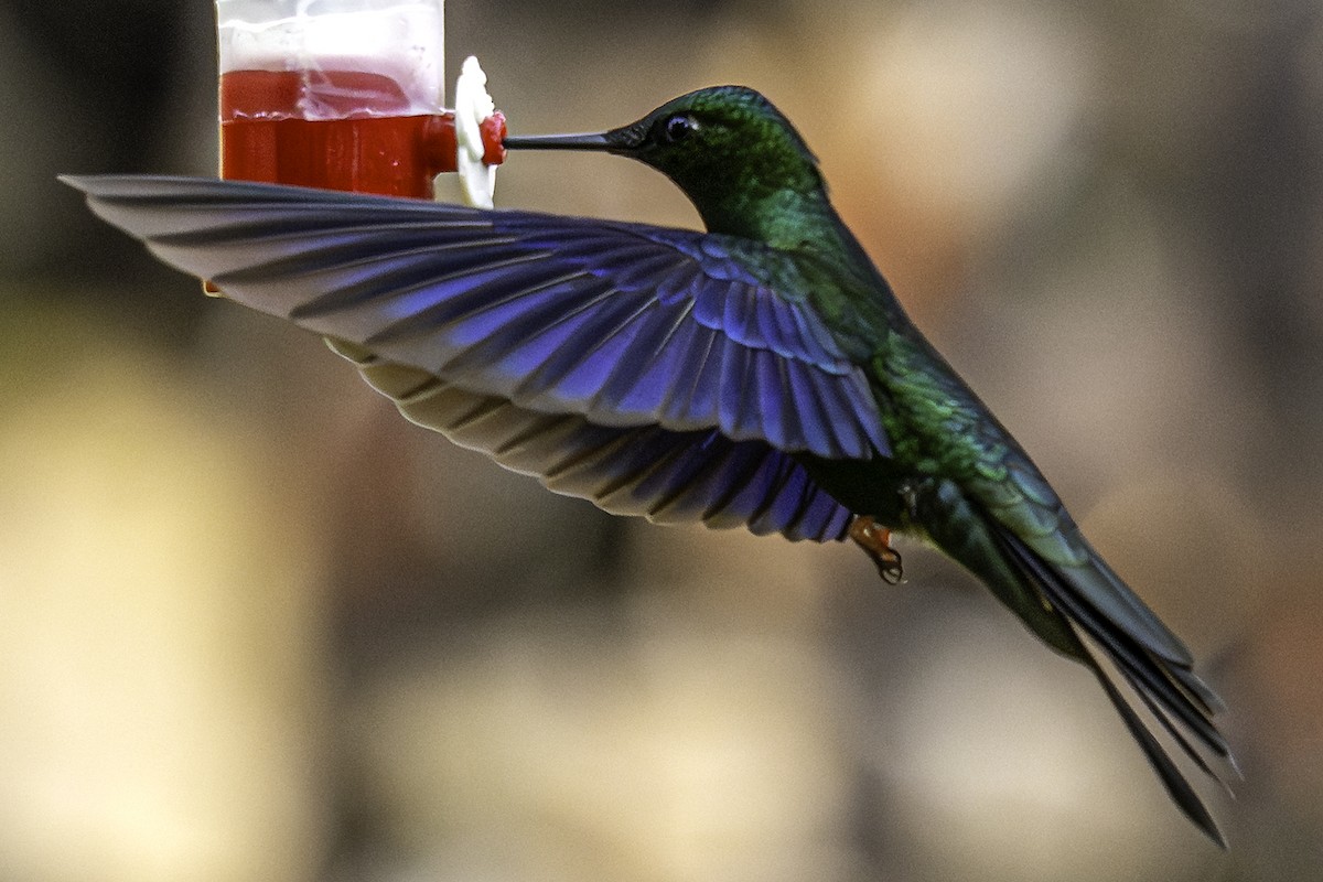 Colibri à ailes saphir - ML640079415