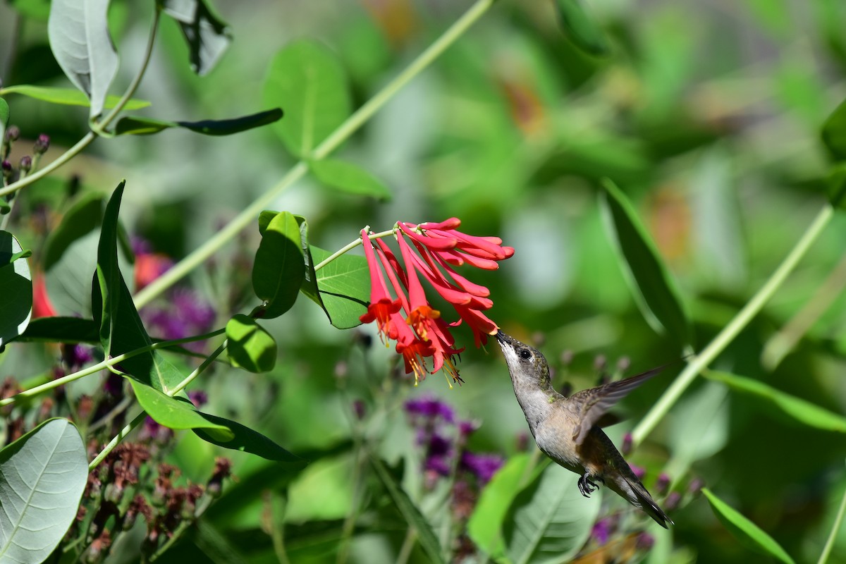 Ruby-throated Hummingbird - Kent Anderson