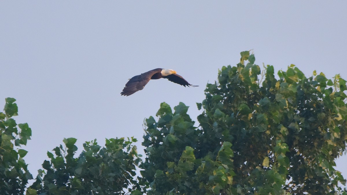 Bald Eagle - Éric Lambert