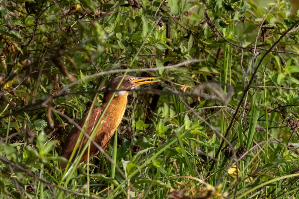 Cinnamon Bittern - ML640079453