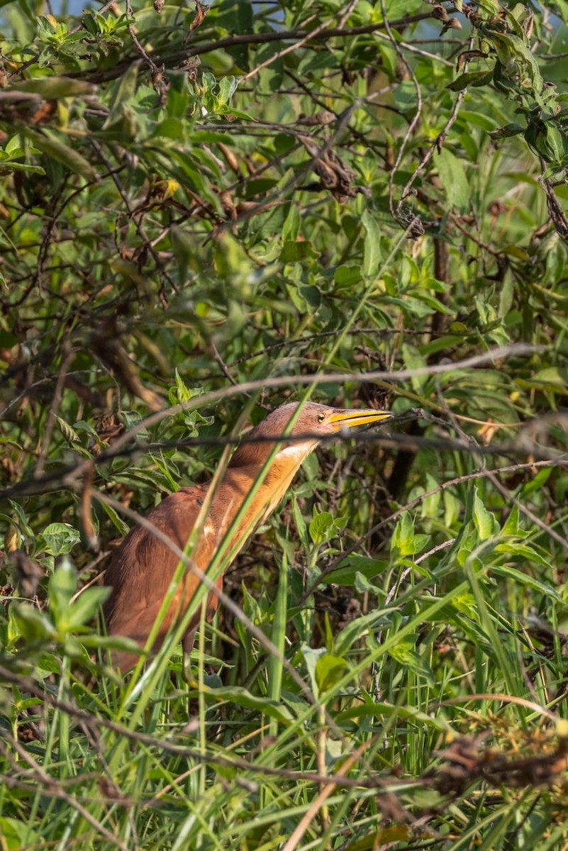 Cinnamon Bittern - ML640079455