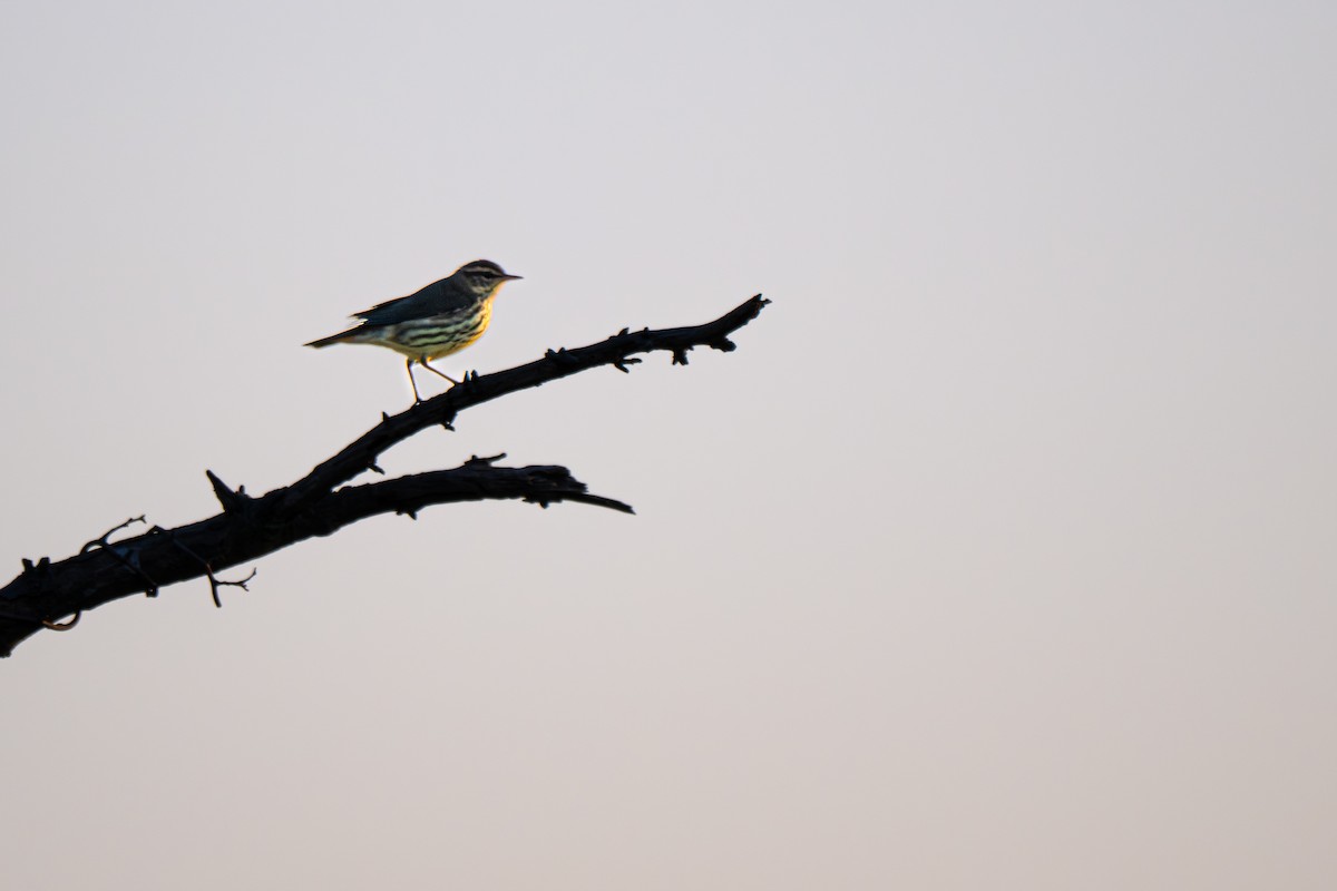 Northern Waterthrush - ML640079474