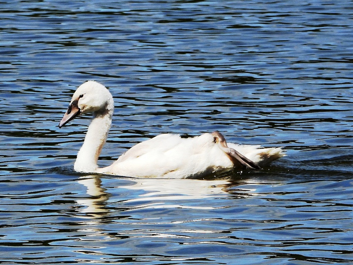 Cigno reale - ML640079499