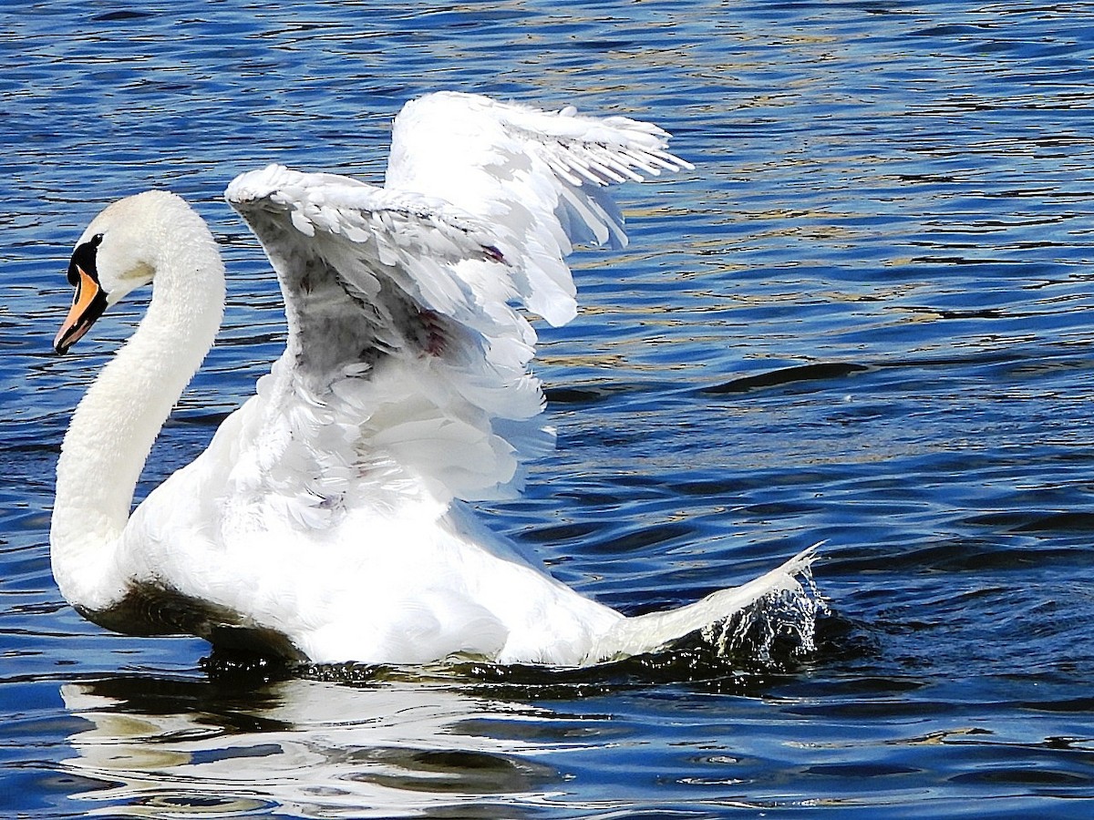 Cigno reale - ML640079501