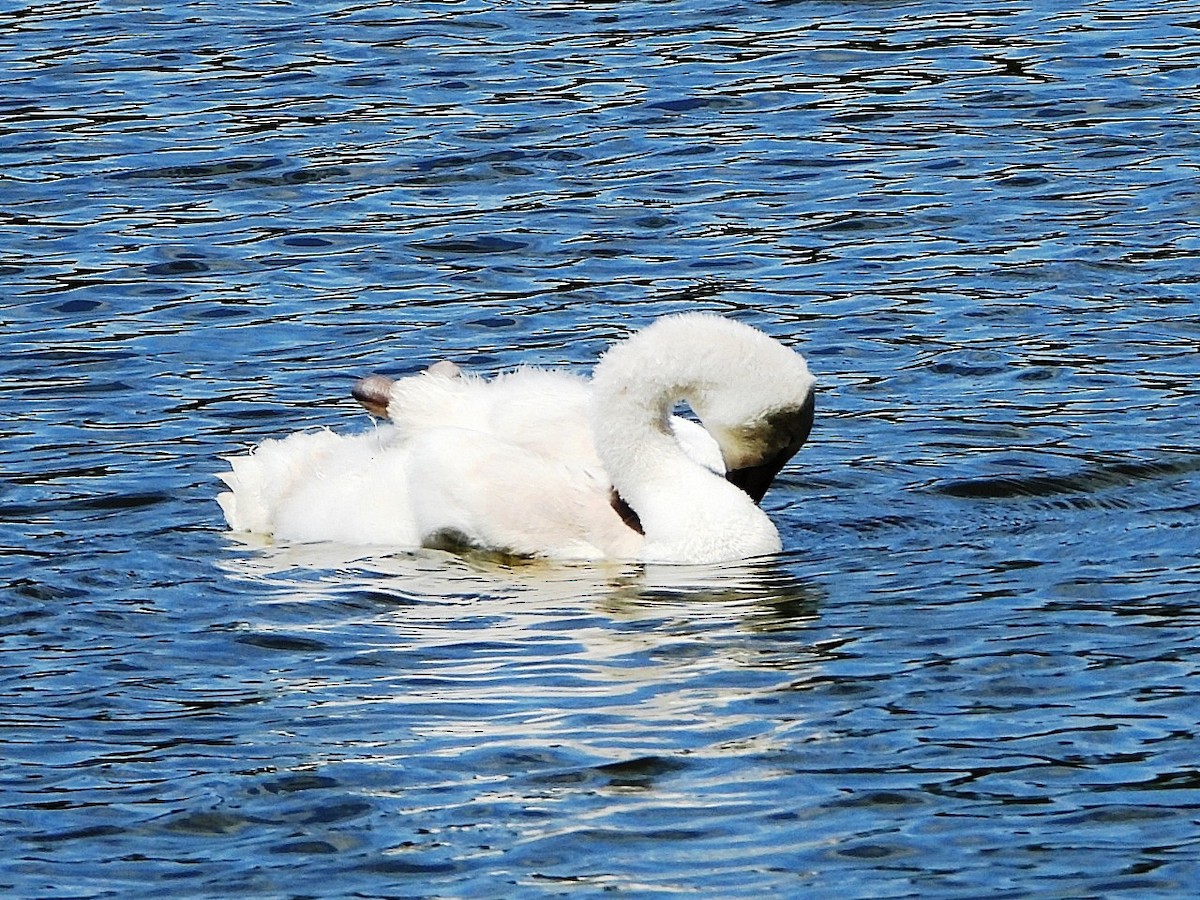 Cigno reale - ML640079502