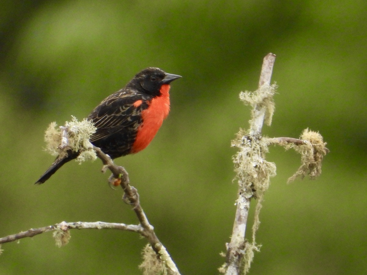 Red-breasted Meadowlark - ML640079614