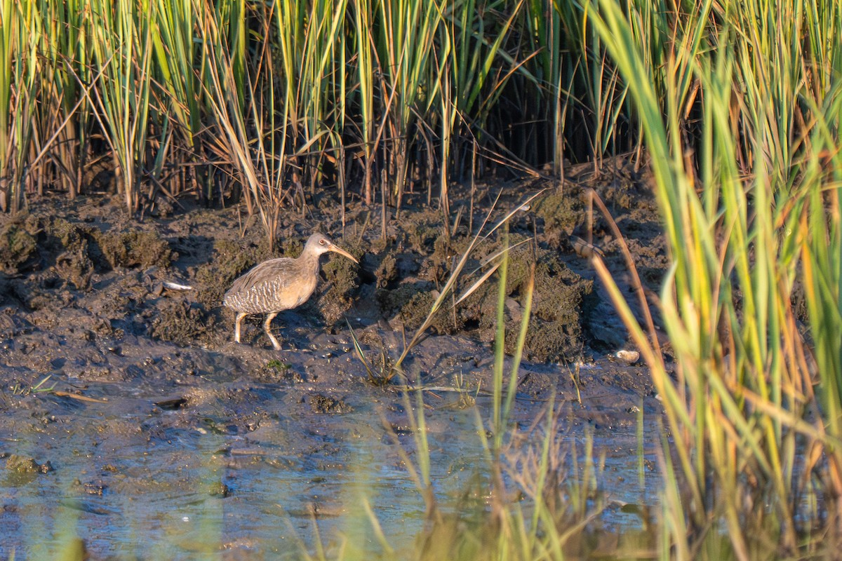 Clapper Rail (Atlantic Coast) - ML640079635