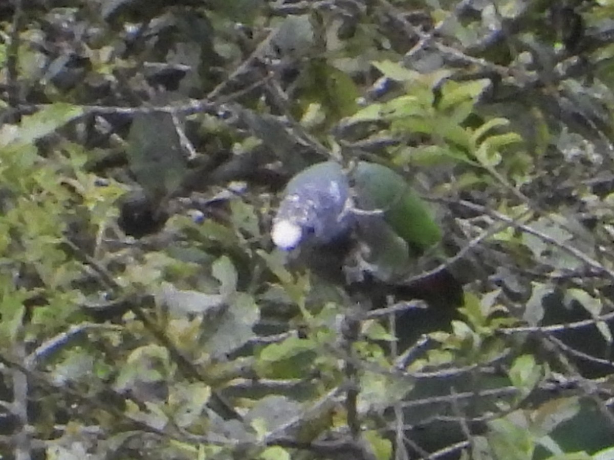 バラガシラインコ（seniloides） - ML640079670