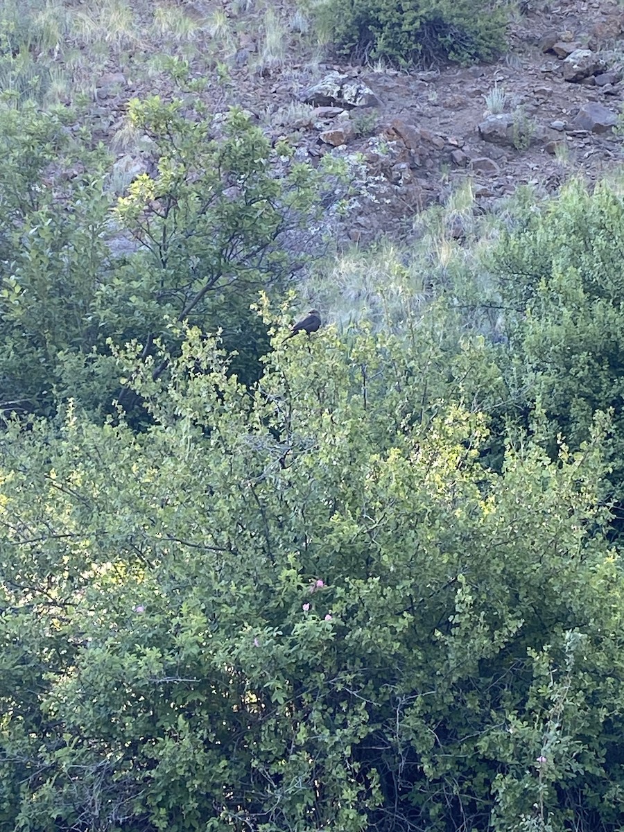 Common Grackle - ML640079799