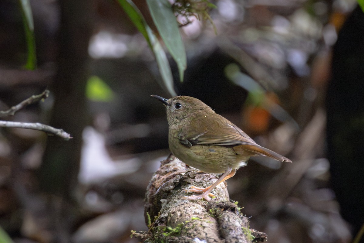 Atherton Scrubwren - ML640079839