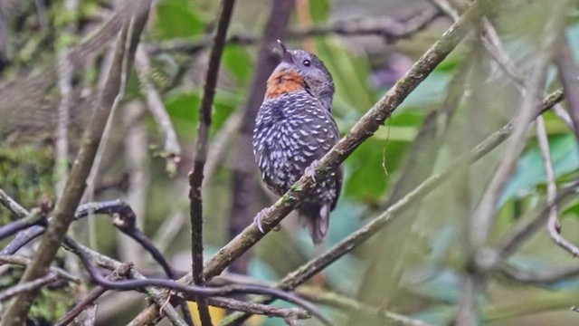 Mishmi Wren-Babbler - ML640079852