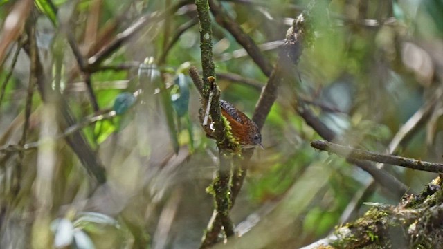 Bar-winged Wren-Babbler - ML640079899