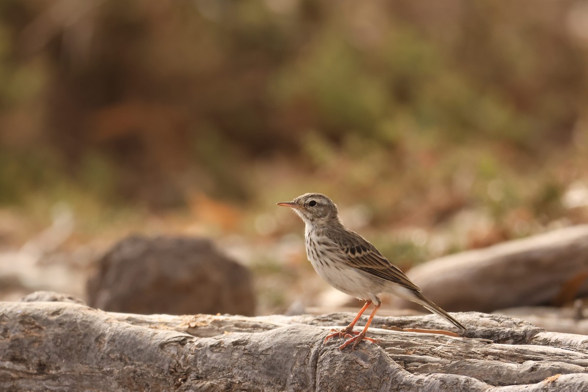 Pipit de Berthelot - ML640079947