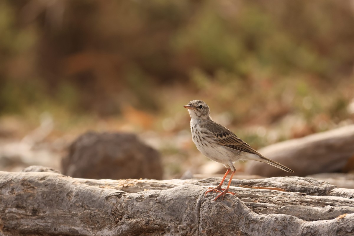 Pipit de Berthelot - ML640079985