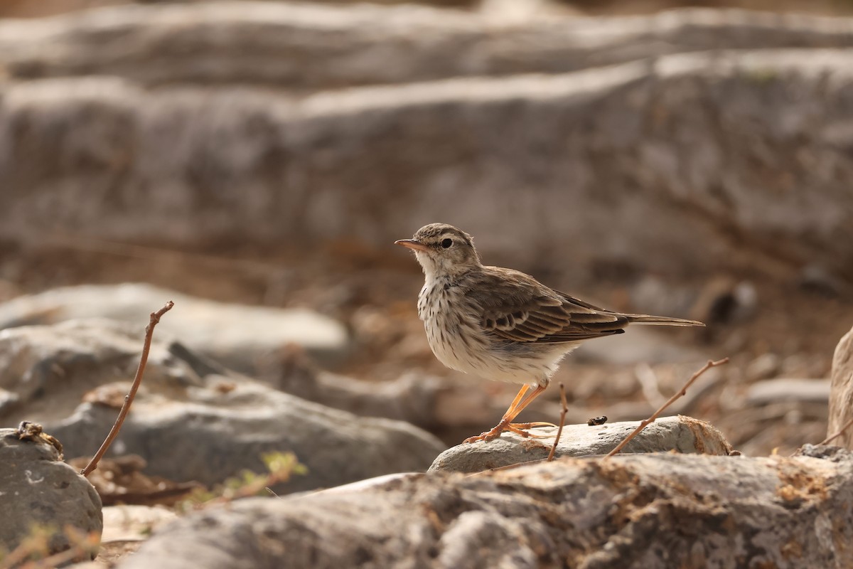 Pipit de Berthelot - ML640079997