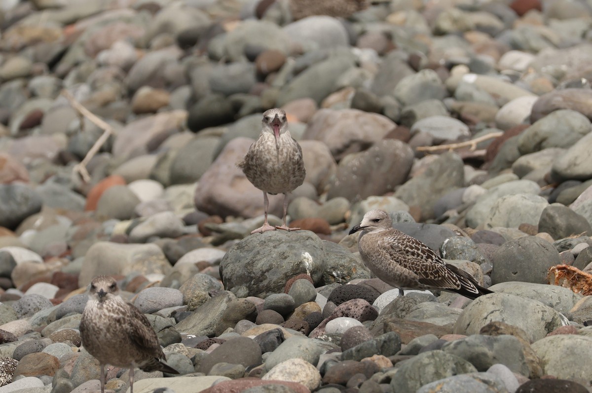 Audouin's Gull - ML640080004