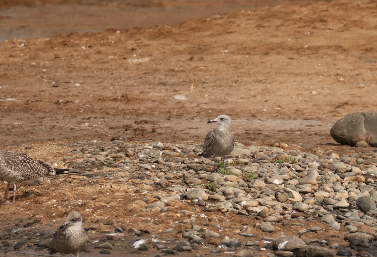 Audouin's Gull - ML640080044