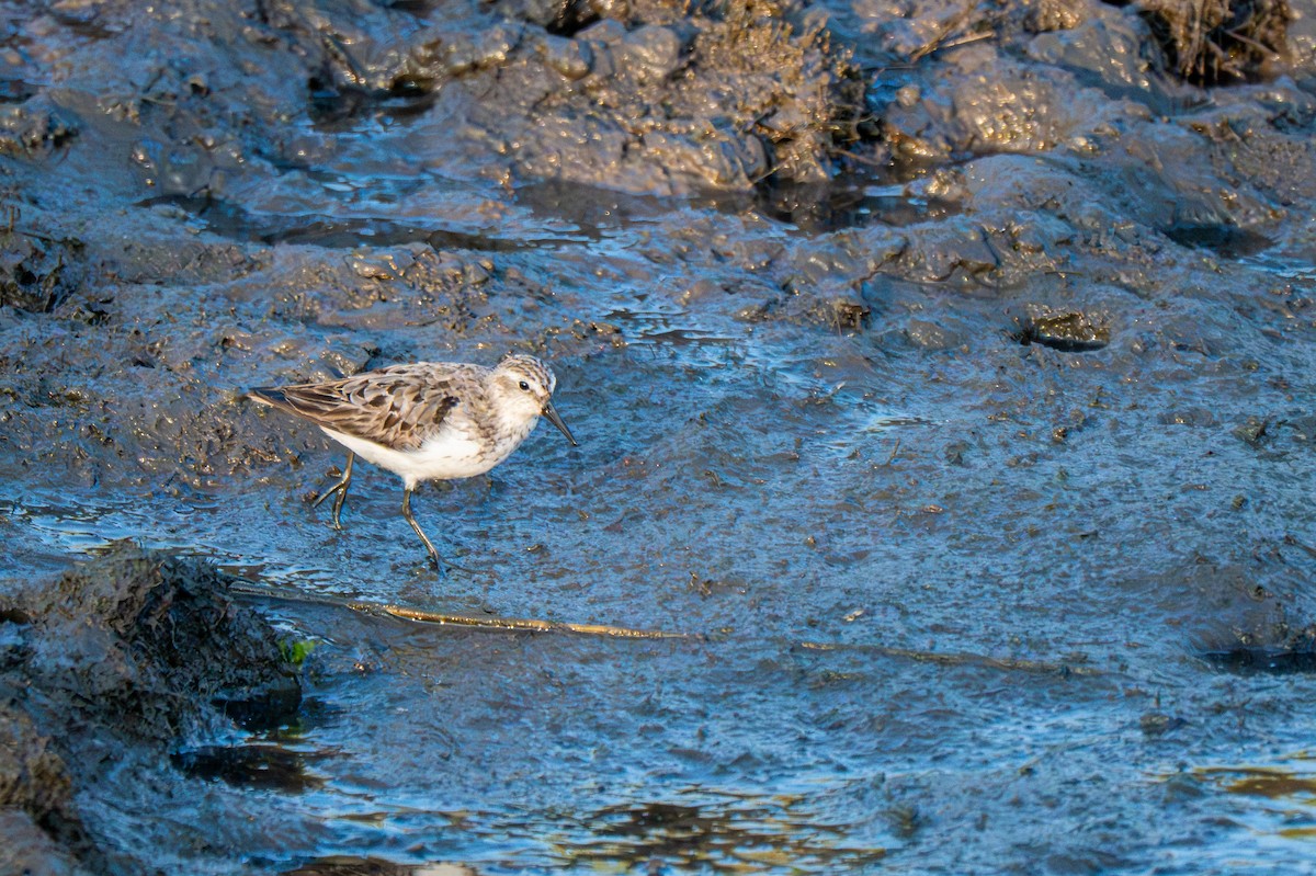Semipalmated Sandpiper - ML640080052